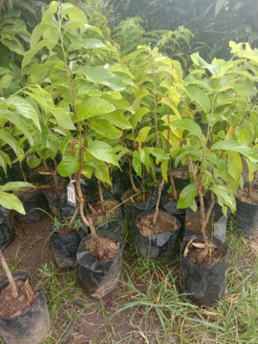 jual tanaman srikaya super jumbo Indramayu
