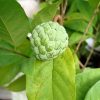 jual tanaman tambulampot pohon buah srikaya sri kaya sirsak sudah berbuah Kotamobagu