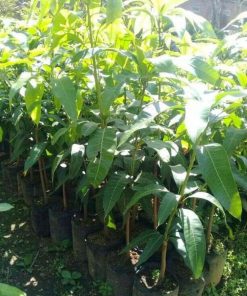 jual tanaman tanama buah mangga mahatir super pohon berkualitas murah Enrekang