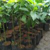tanaman alpukat kendil Brebes