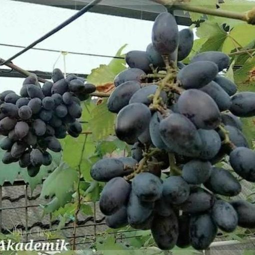 tanaman anggur import akademik asli grafting buruaaan Nias