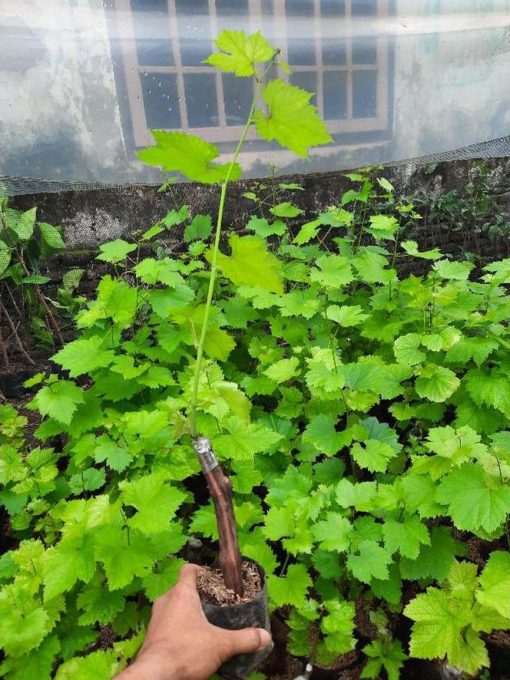 tanaman anggur import angelica garansi valid Buton Tengah