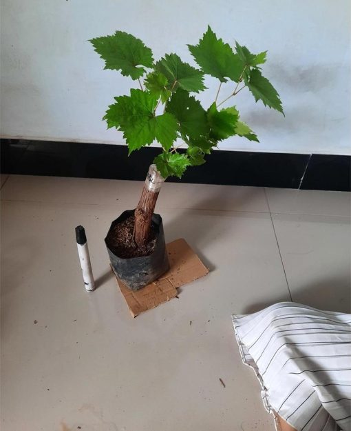 tanaman anggur import angelica garansi valid Jember