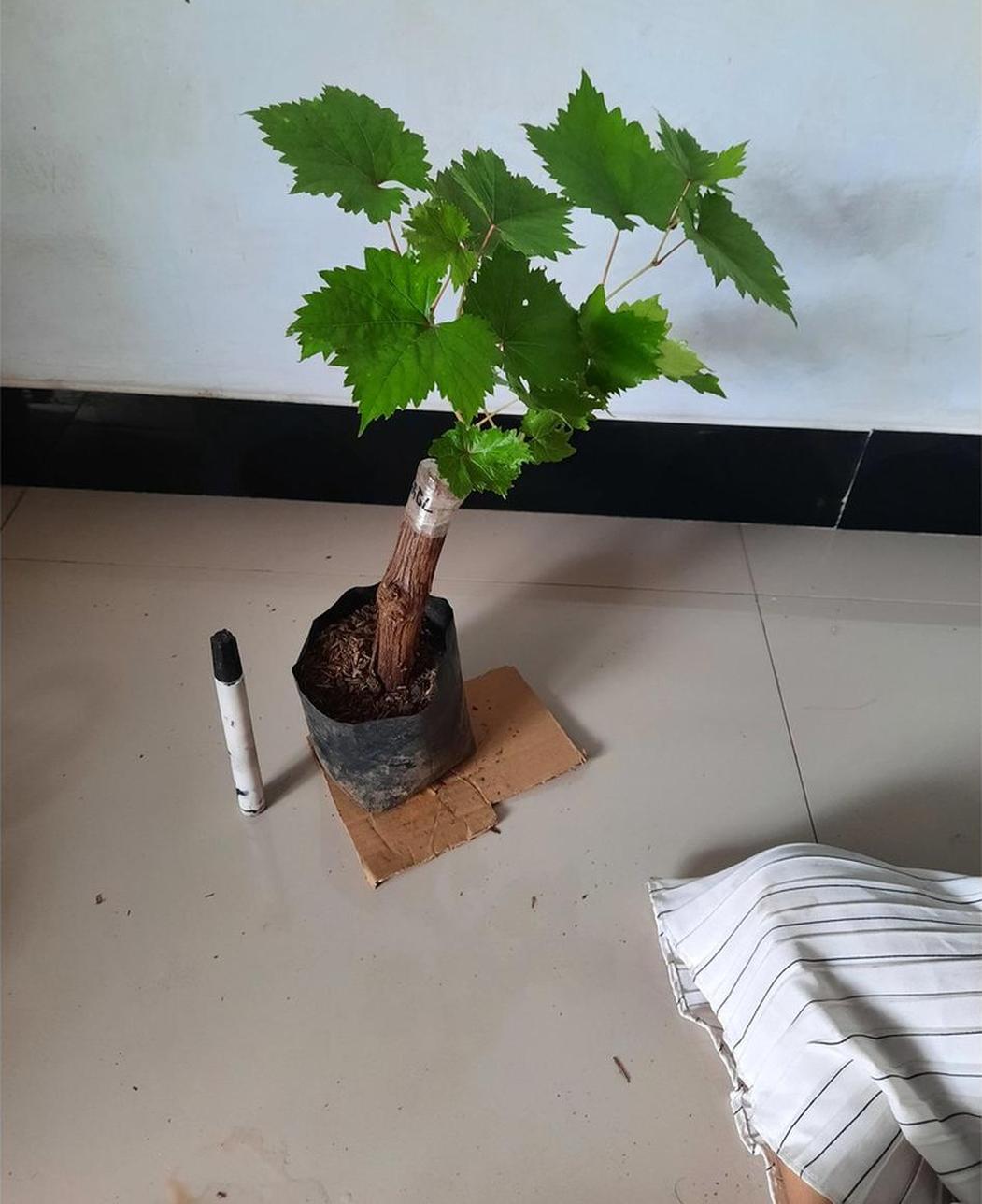 Gambar Produk tanaman anggur import angelica garansi valid Jember