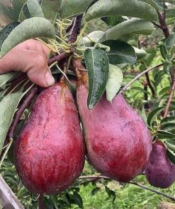 tanaman buah alpukat red vietnam asli okulasi cepat berbuah Kaimana