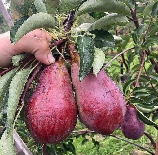 tanaman buah alpukat red vietnam asli okulasi cepat berbuah Kaimana
