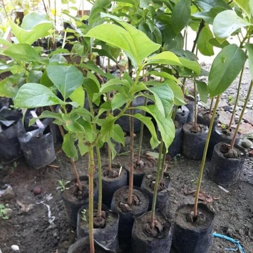 tanaman buah alpukat wina okulasi cepat berbuah Barito Utara
