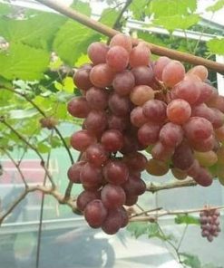 tanaman buah anggur import jupiter seedless grafting okulasi cepat berbuah Asahan