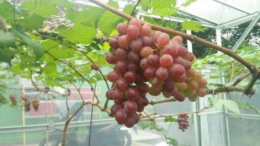 tanaman buah anggur import jupiter seedless grafting okulasi cepat berbuah Asahan