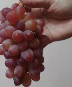 tanaman buah anggur import jupiter seedless grafting okulasi cepat berbuah Garut