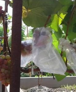 tanaman buah anggur import jupiter seedless grafting okulasi cepat berbuah Gunung Mas