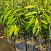 tanaman durian musangking super genjah Sawahlunto