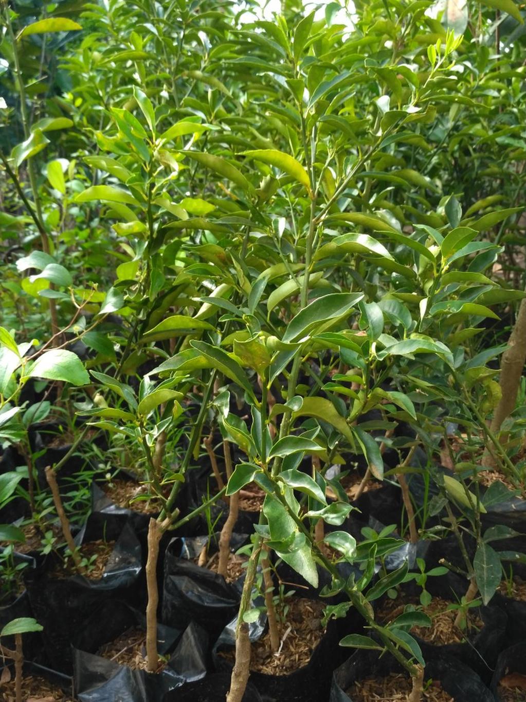 tanaman jeruk santang madu Majene tanaman jeruk santang madu Majene