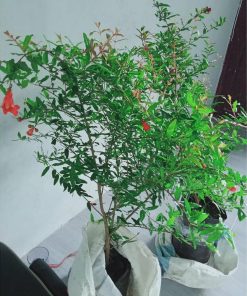 tanaman tanaman pohon buah delima merah Bone Bolango