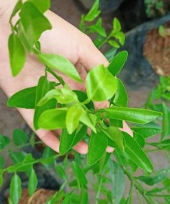 tanaman tanaman pohon buah jeruk nipis limo limau keep nagami songkit sonkit purut santang madu Bandung Barat