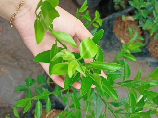 tanaman tanaman pohon buah jeruk nipis limo limau keep nagami songkit sonkit purut santang madu Bandung Barat