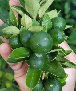 tanaman tanaman pohon buah jeruk nipis limo limau keep nagami songkit sonkit purut santang madu Lebong