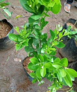 tanaman tanaman pohon buah jeruk nipis limo limau keep nagami songkit sonkit purut santang madu Manokwari Selatan
