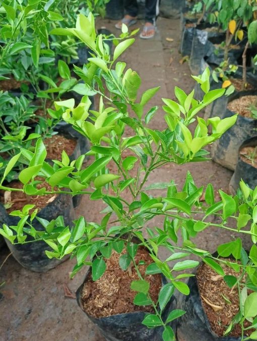 tanaman tanaman pohon buah jeruk nipis limo limau keep nagami songkit sonkit purut santang madu Metro