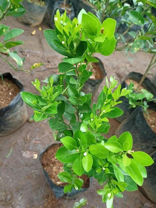 tanaman tanaman pohon buah jeruk nipis limo limau keep nagami songkit sonkit purut santang madu Tidore Kepulauan